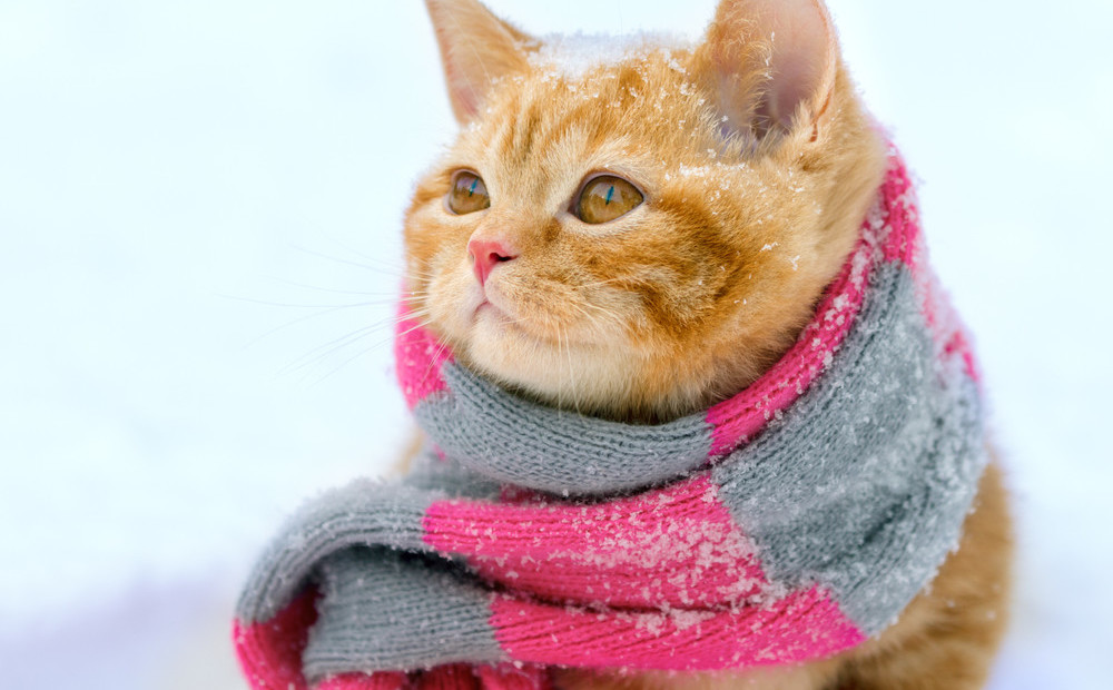 Кот в шарфе зимой