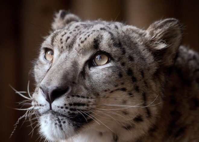 Pēc darbinieka misēkļa Anglijas zoodārzā nošauts izmirstošais sniega leopards