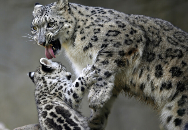 Trīs mēnešus vecs sniega leopards spēlējas ar māti Brukfildas zoodārzā.