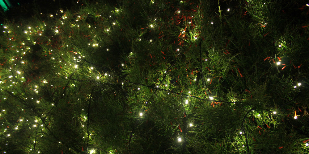 Ziemassvētku lampiņu ceļvedis: kā skaisti izrotāt eglīti, māju un dārzu