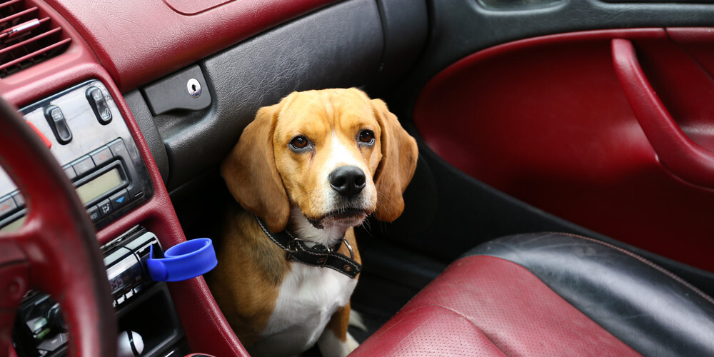 Pārbijies trīc un mēģina aizbēgt: ko darīt, ja sunim nepatīk braukt ar mašīnu