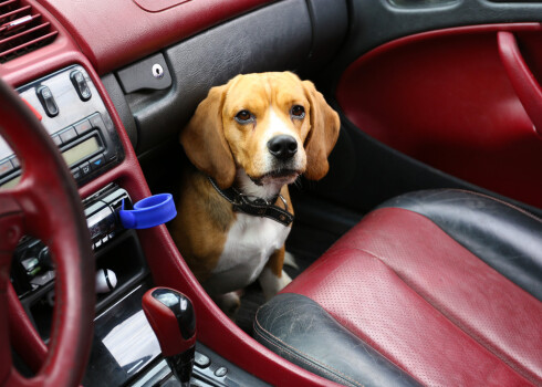 Ja brauciens automašīnā dzīvniekam saistīsies ar kaut ko patīkamu un jautru, nevis tikai kārtējo veterinārārsta vai suņu friziera apmeklējumu, ir lielāka iespēja, ka viņa satraukums un bailes samazināsies.