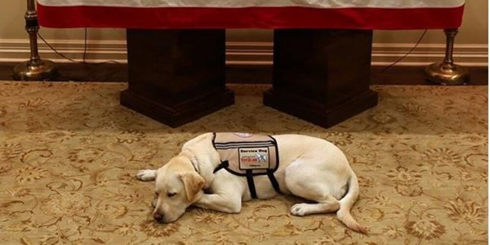 Aizkustinošs foto – mirušā Džordža Buša seniora suns dus pie saimnieka zārka
