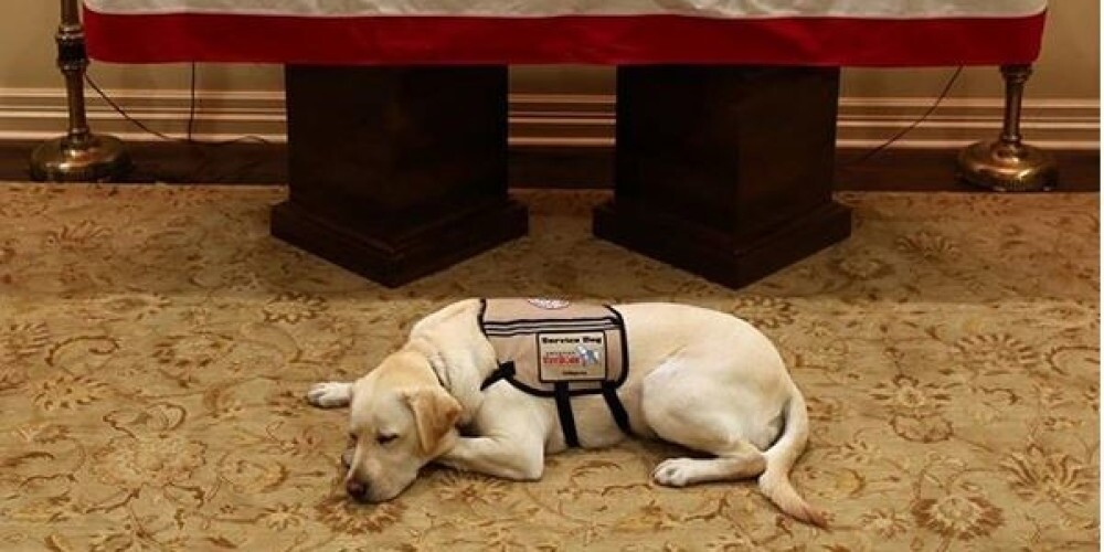 Душераздирающее фото: собака Джорджа Буша-старшего скорбит около гроба хозяина