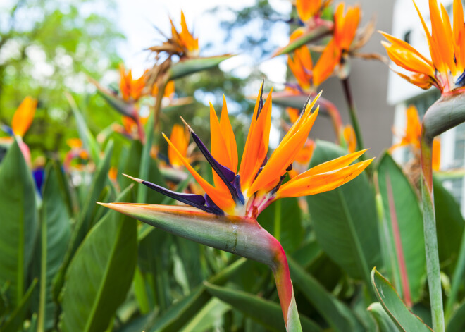 Banāna radiniece ar dižciltīgu vārdu – strelīcija