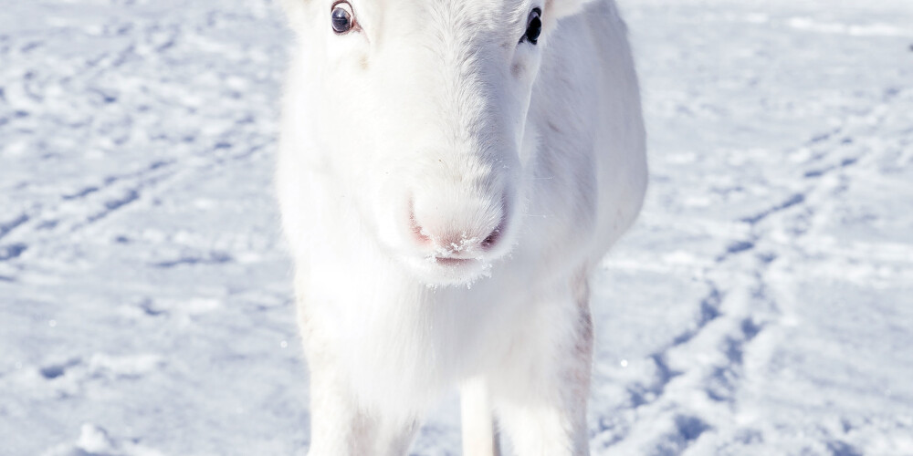 FOTO: Norvēģijā manīts retas sugas baltā ziemeļbrieža mazulis