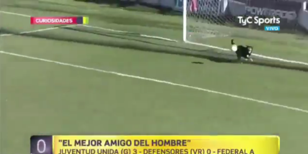 Amizants video: noklīdis suns atvaira bumbu Argentīnas spēlē