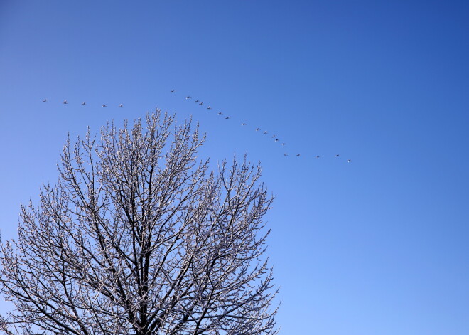 Šī gada novembris - viens no sausākajiem novērojumu vēsturē