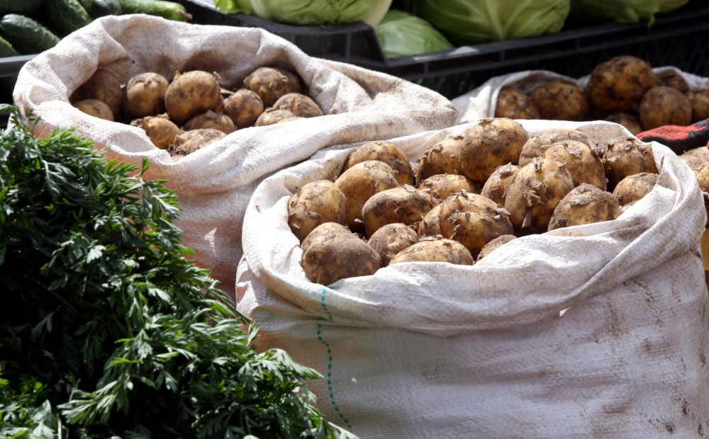 Asociācija: kartupeļu raža šogad Latvijā bija mazāka nekā pērn