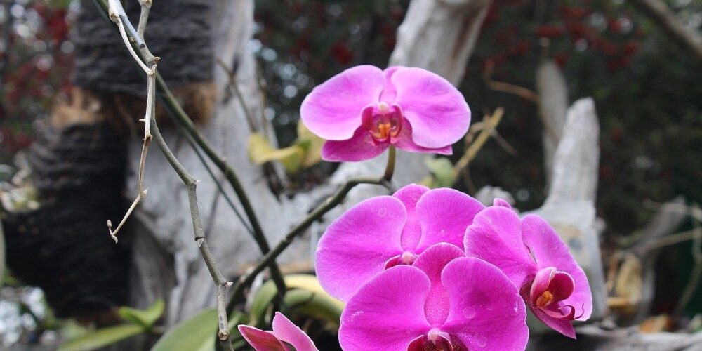 Dažas gudrības, lai tavas orhidejas uzziedētu ātrāk