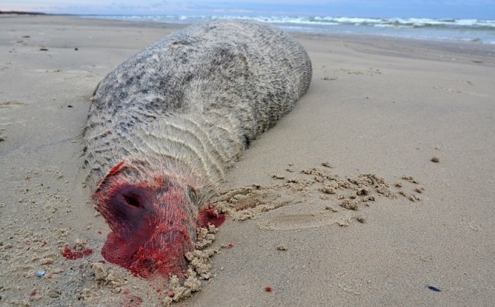 Liepājas pludmalē izskalots beigts ronis ar asiņainu galvu