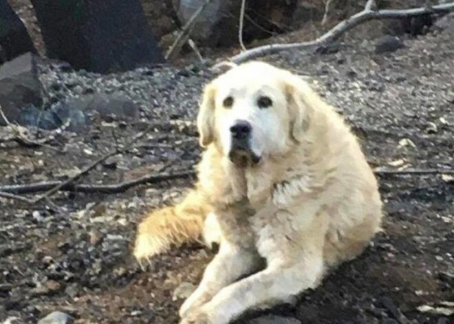 Душещипательные кадры: пес месяц прождал хозяев у сгоревшего дома