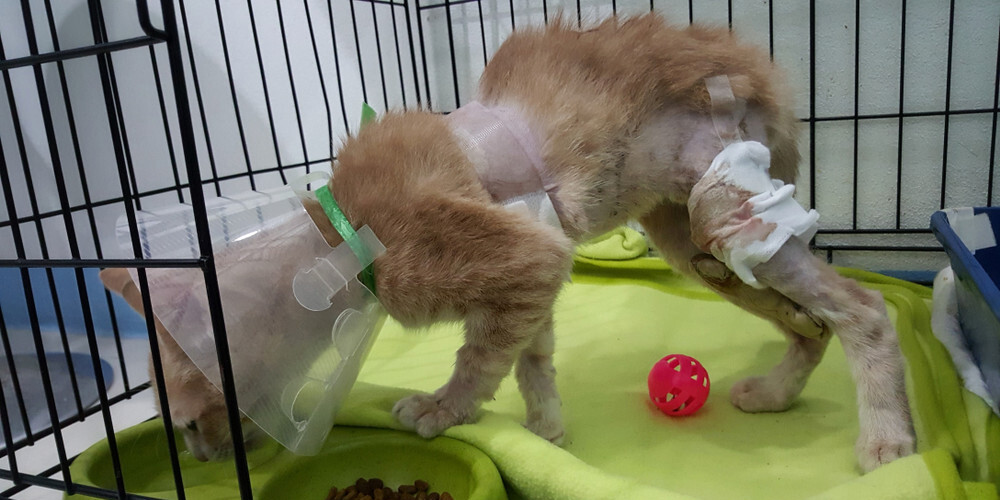 В Вентспилсе хозяин бросил кошек и собак в беспомощном состоянии