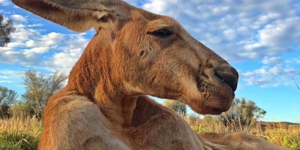 В Австралии умер "самый накачанный" кенгуру в мире
