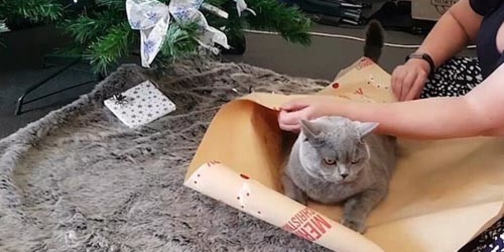Чудо как хорош: посмотрите, как кота превратили в рождественский подарок