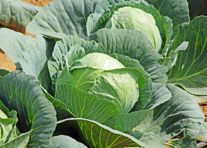 Parastā kāposta lapa gan skaistumam, gan pret dažādām kaitēm