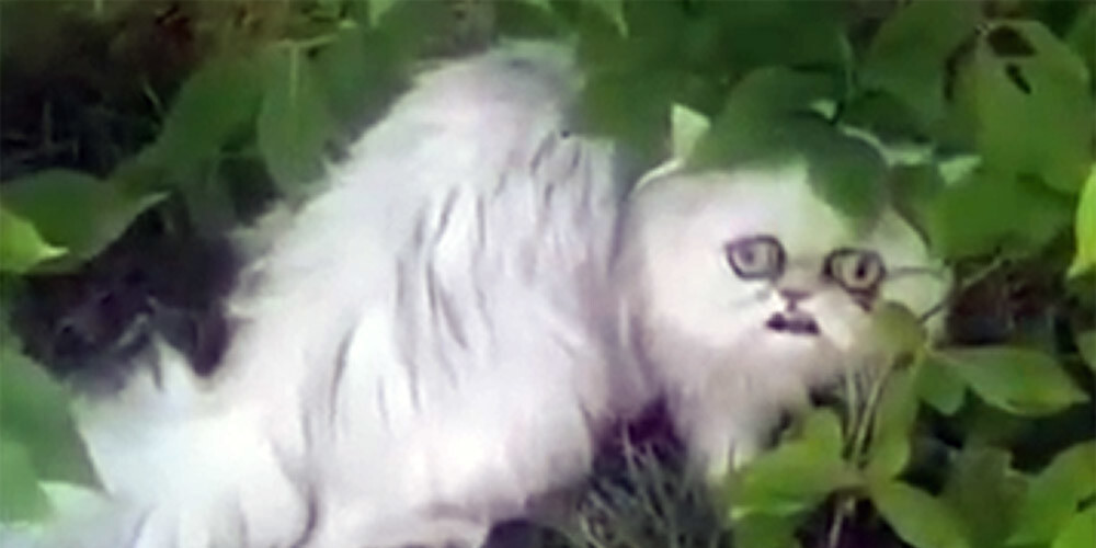 VIDEO: dīvainā paskata kaķis ir atgriezies