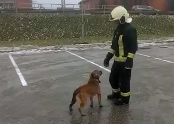 Трогательное видео: латвийские пожарные спасли провалившуюся под лед собаку