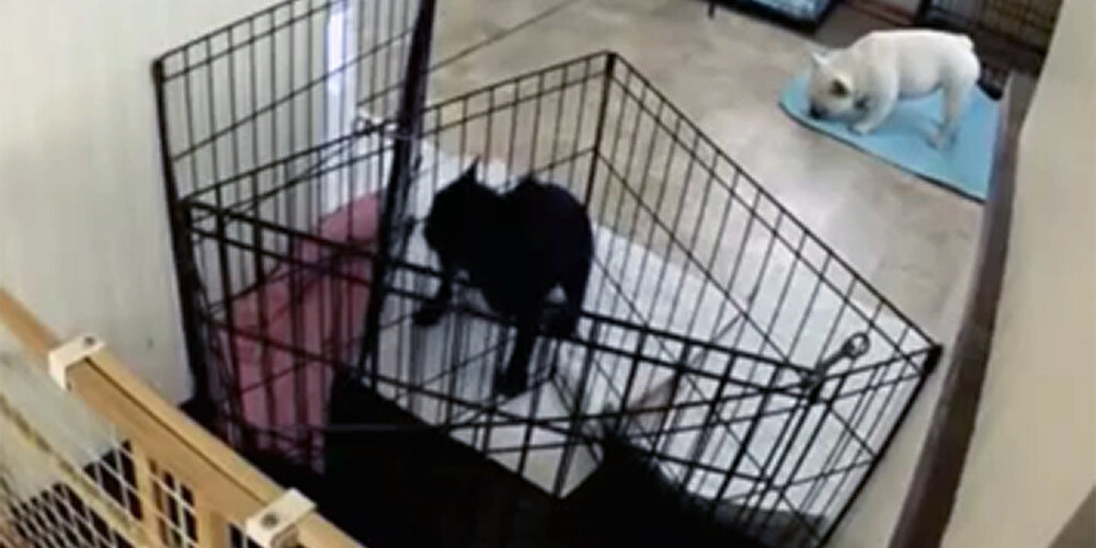VIDEO: saimnieki nesaprata, kā viņu suns izkļūst no virtuves, tāpēc uzstādīja kameru