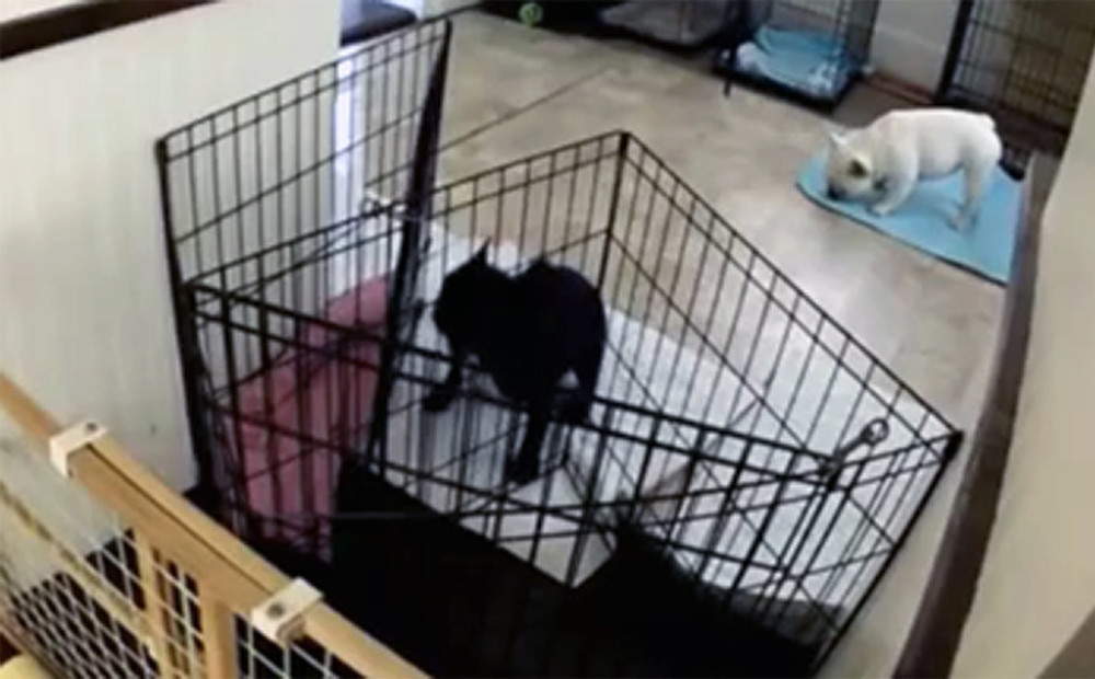 VIDEO: Saimnieki nesaprata, kā viņu suns izkļūst no virtuves, tāpēc uzstādīja kameru