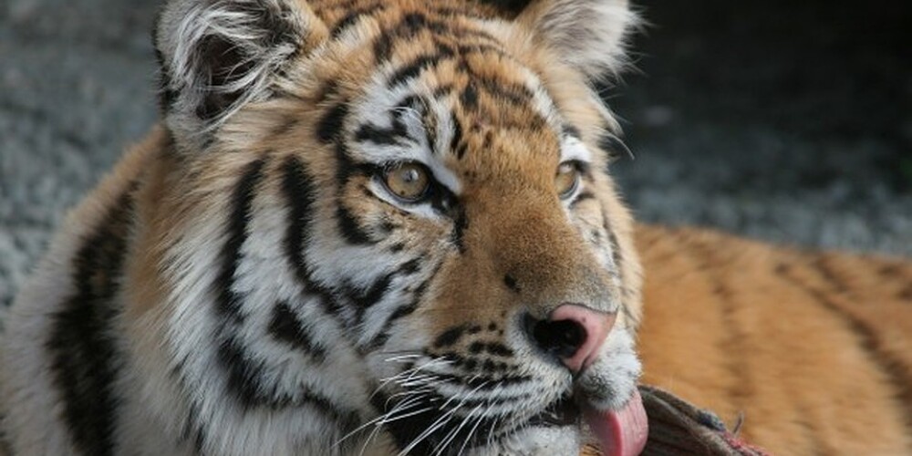 Так Жорик выглядит сегодня