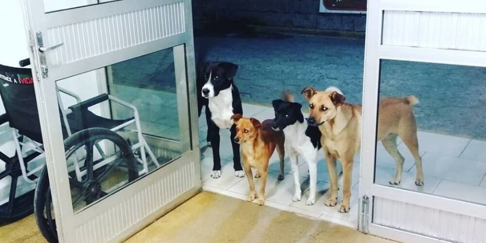 Свора собак собралась у больницы ради бездомного хозяина и растрогала врачей