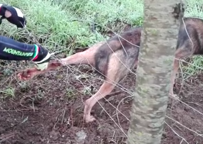 VIDEO: sētā iesprūdis vilks negaidot metas virsū savam glābējam