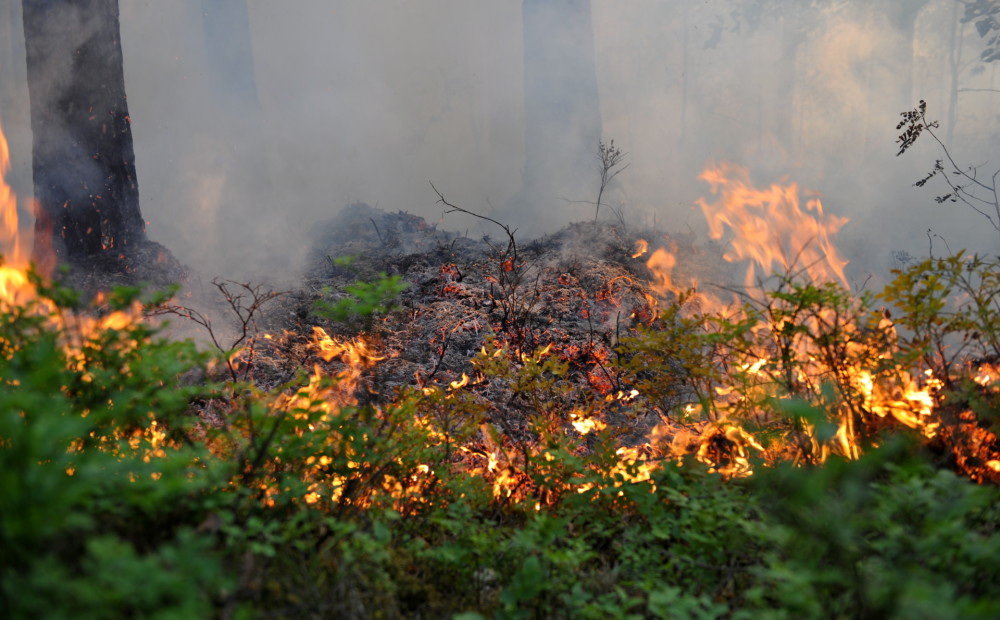 Šogad Latvijā fiksēti vairāk nekā 900 meža ugunsgrēki