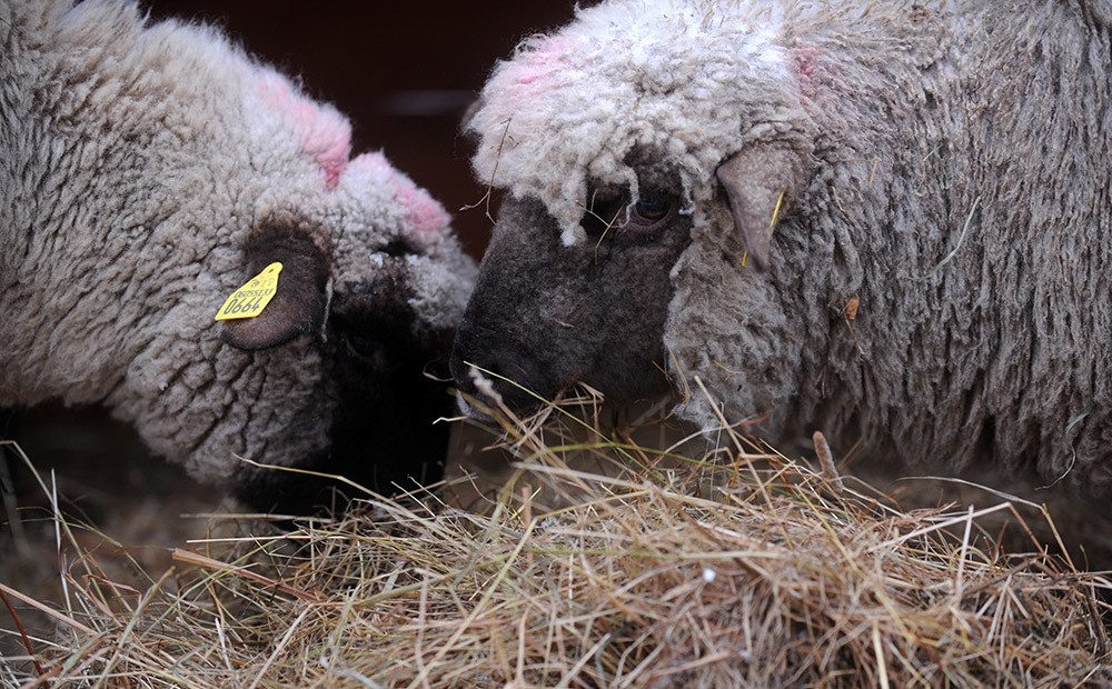 Daudzi aitkopji samazinās ganāmpulkus, jo sagādāt lopbarību bijis vēl grūtāk nekā pērn