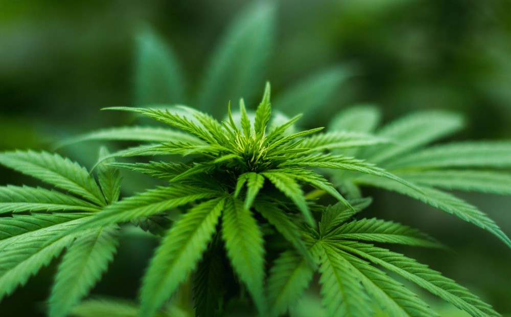 Jaunzēlande referendumā spriedīs par marihuānas legalizāciju