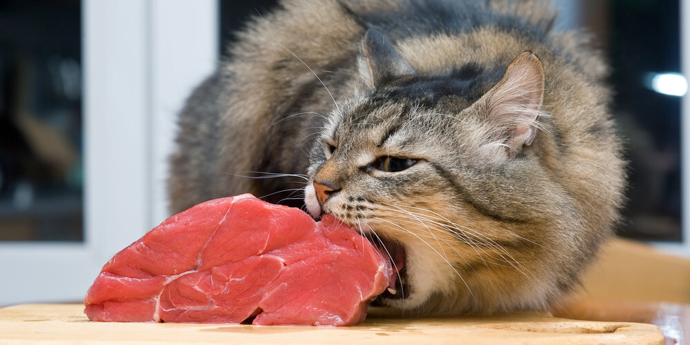 10 cilvēku pārtikas produkti, kas ir bīstami kaķiem