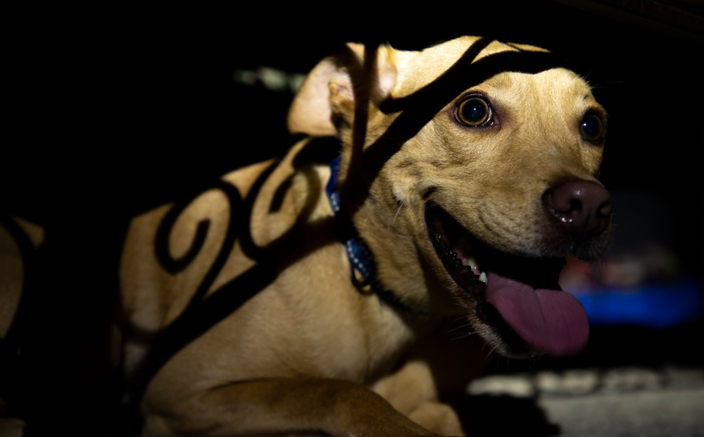 Ieteikumi kā parūpēties par mīļdzīvnieku labsajūtu un drošību svētku laikā Ieteikumi kā parūpēties par mīļdzīvnieku labsajūtu un drošību svētku laikā