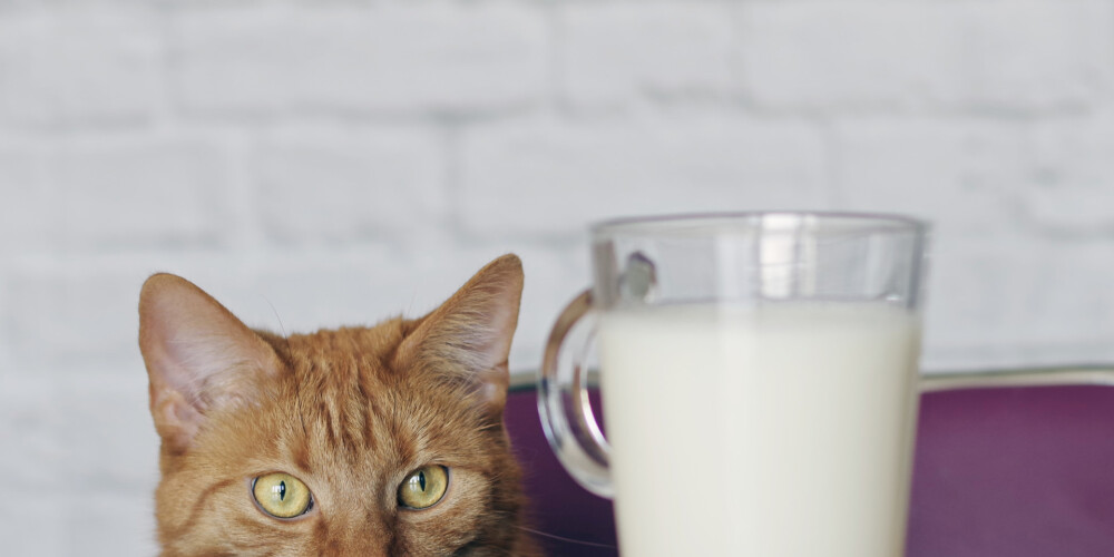 Kāpēc kaķim nedrīkst dot pienu?