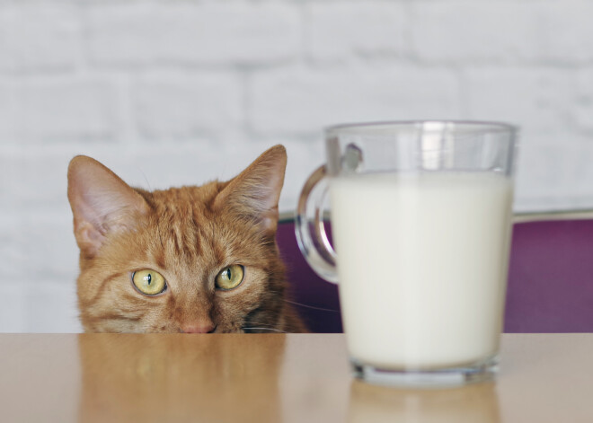 Kāpēc kaķim nedrīkst dot pienu?