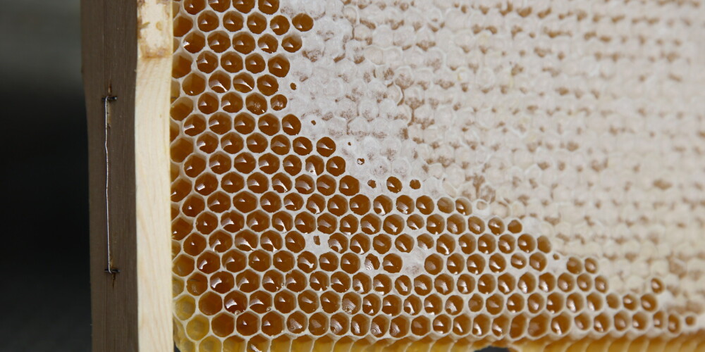 Vai tiešām medus, pievienots karstai tējai, kļūst indīgs?