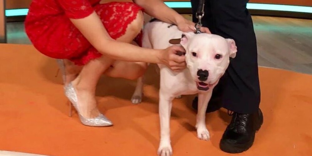 Šo suni pameta dažas dienas pirms Ziemassvētkiem.