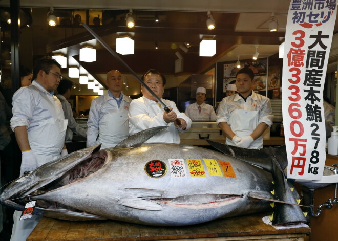 278 kilogramus smags tuncis izsolē Japānā tiek pārdots par neticami lielu cenu