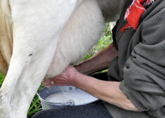 Sieviete slauc govi.