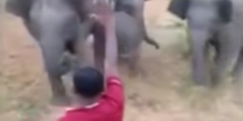 На видео попала смерть человека, пытавшегося загипнотизировать слона