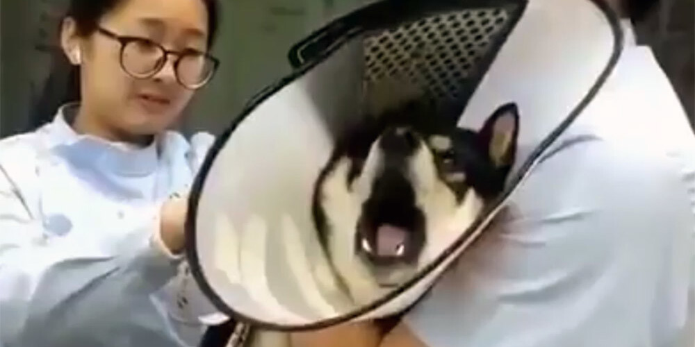 VIDEO: suns vizītē pie vetārsta nebija gaidījis, ka būs tik traki