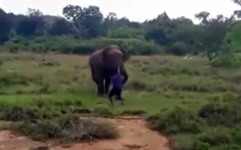 VIDEO: vīrietis Šrilankā mēģina nohipnotizēt ziloni un samaksā ar savu dzīvību
