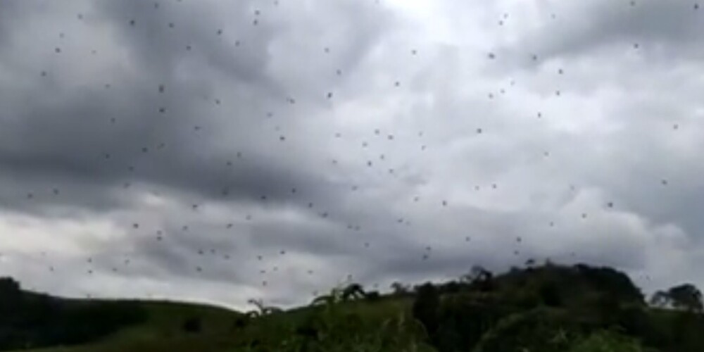 Кошмар арахнофоба: в Бразилии прошел дождь из пауков