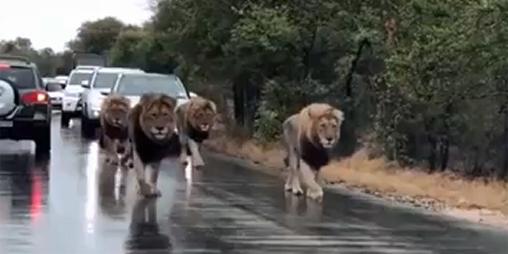 Skaisti un biedējoši: 4 lauvu tēviņi Āfrikas nacionālajā parkā paralizē satiksmi