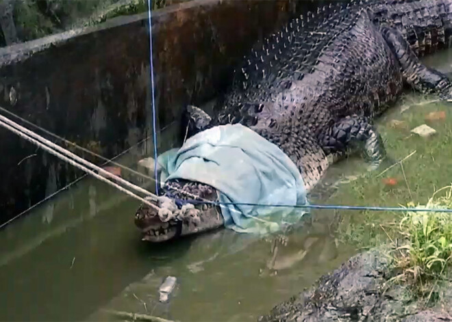 700 kilogramus smags krokodils Indonēzijā līdz nāvei saplosījis sievieti