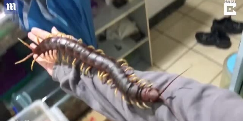 Шокирующее видео. Студент завел гигантскую сколопендру и посадил ее на себя