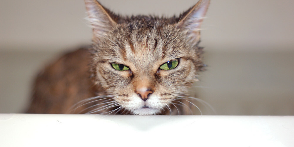 В Даугавпилсе находят избитых кошек с оторванным хвостом: предупреждаем о неприятных фото