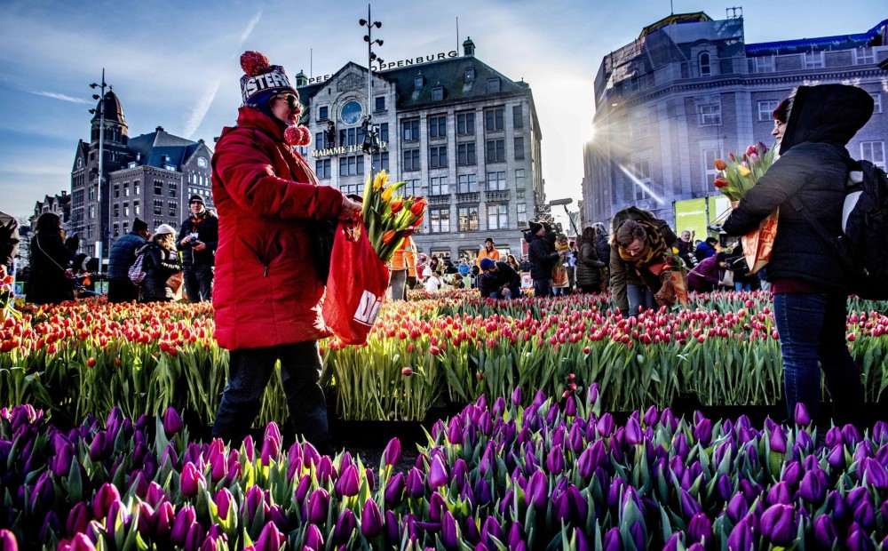 FOTO: krāšņu ziedu toņos Nīderlandē aizvadīta Nacionālā tulpju diena