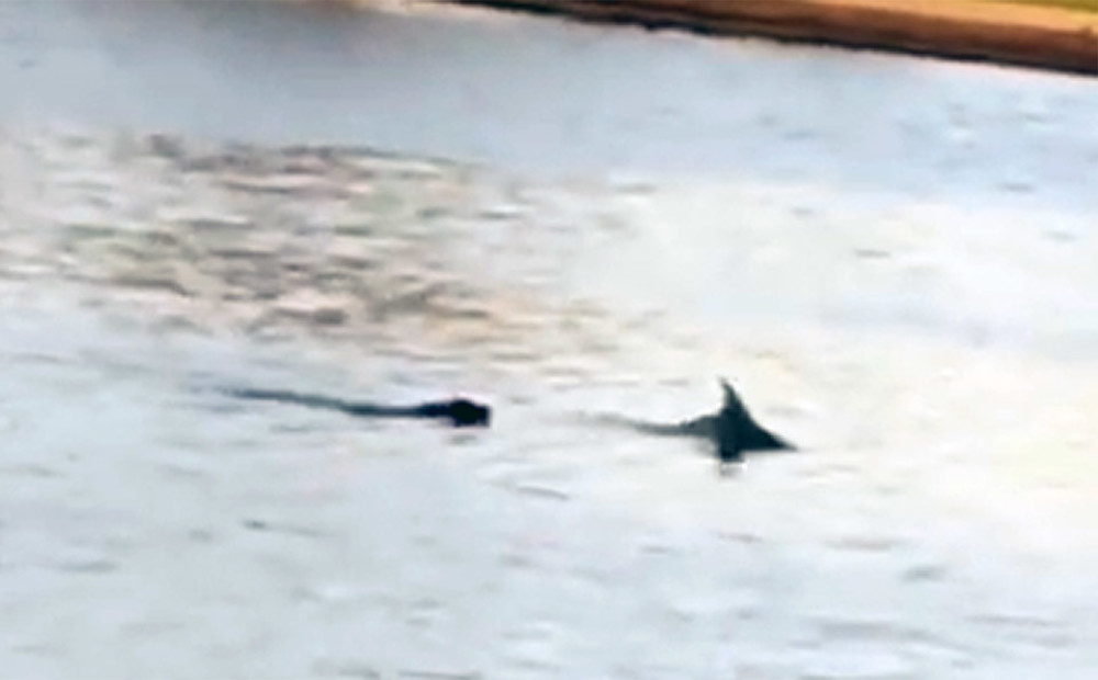 VIDEO: suns un delfīns peldas kopā kā seni draugi