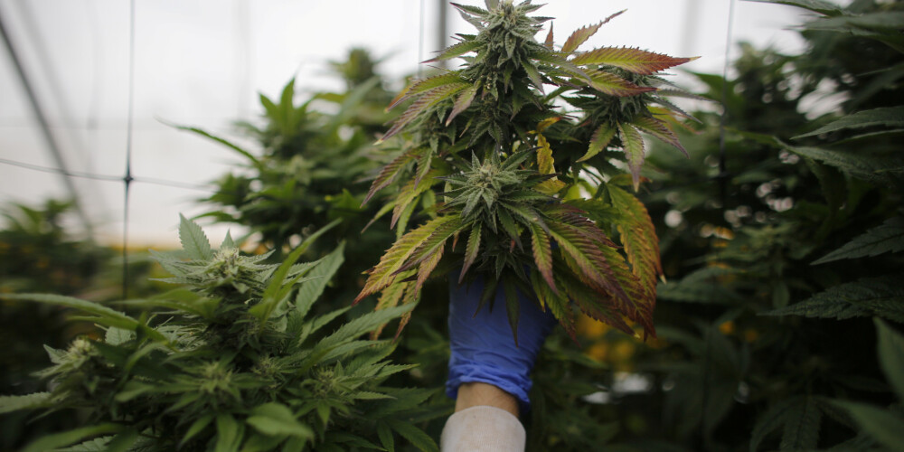 VID aizturējis bruņotu marihuānas audzētāju grupējumu, konfiscējot 23 kilogramus marihuānas
