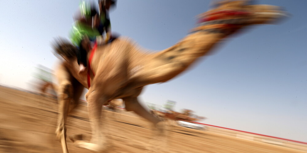 FOTO: elitārs bagātnieku sports - kamieļu skriešanās sacīkstes AAE tuksnesī